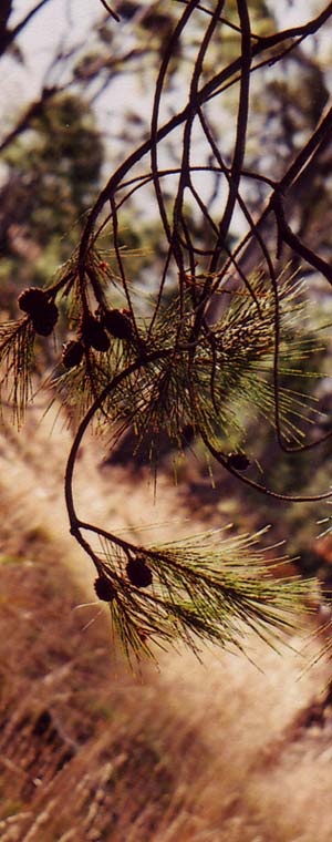 Penny Malone inspired by nature